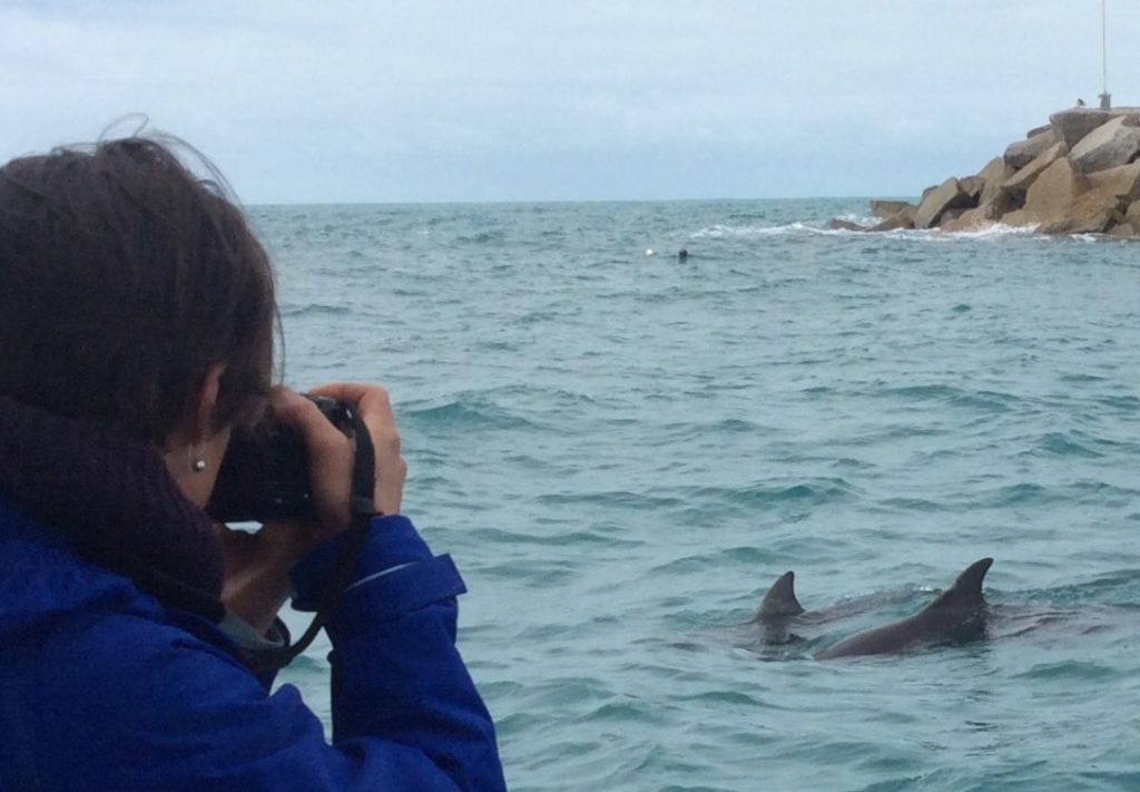 dolphin tours victor harbour