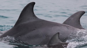 Oct 2014 Wright Island Dolphin Watch 